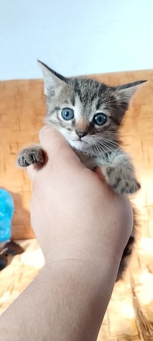 Отдам котят Даром
