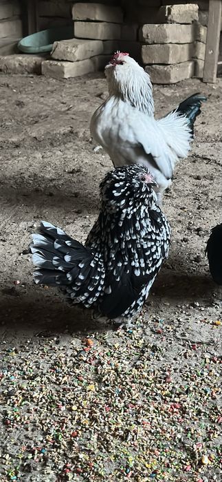 Yapon tovuqlar sotiladi 1juft