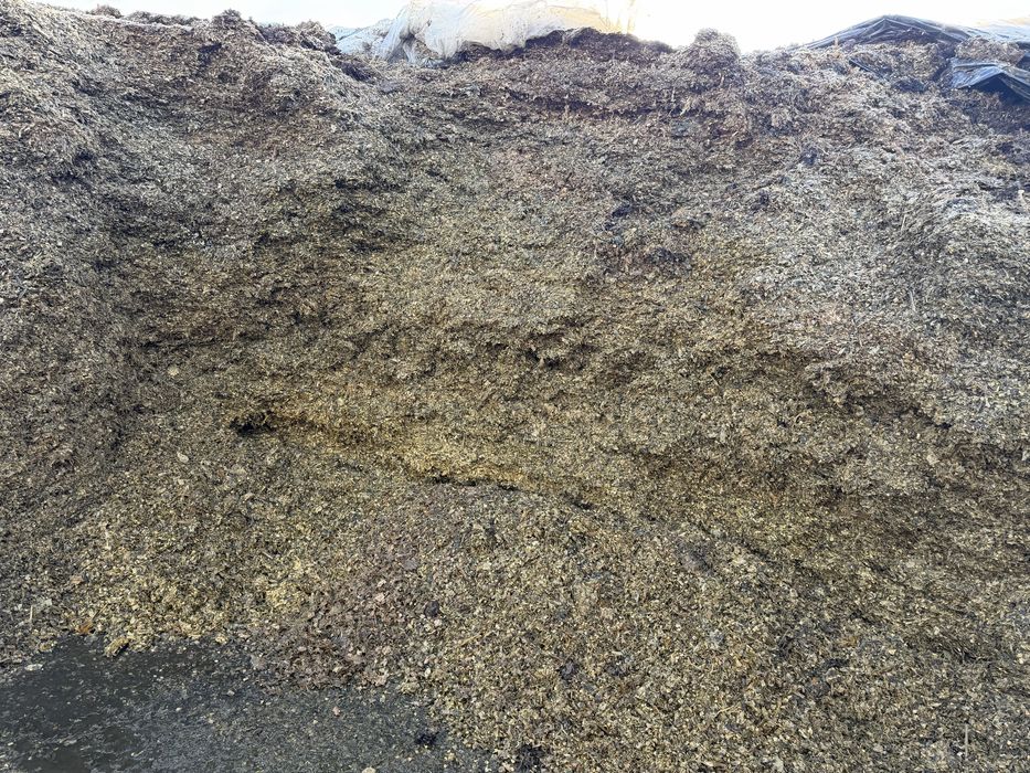 Porumb siloz 2024 si 2025