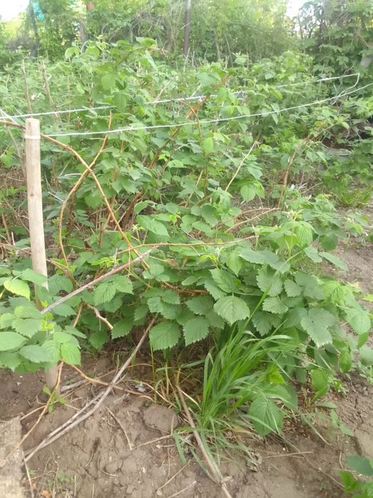 Саденцы Малины ремонтантной