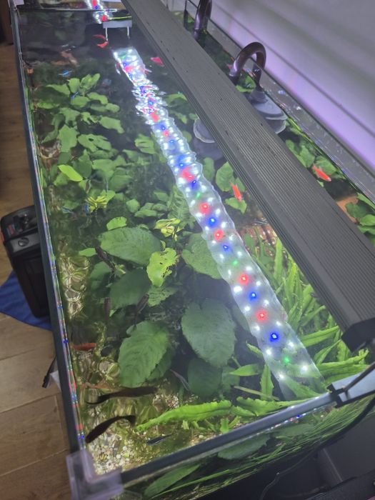 Acvariu Diversa 112L complet plantat – Eheim Professionel 4+ – Twinstar III + pești