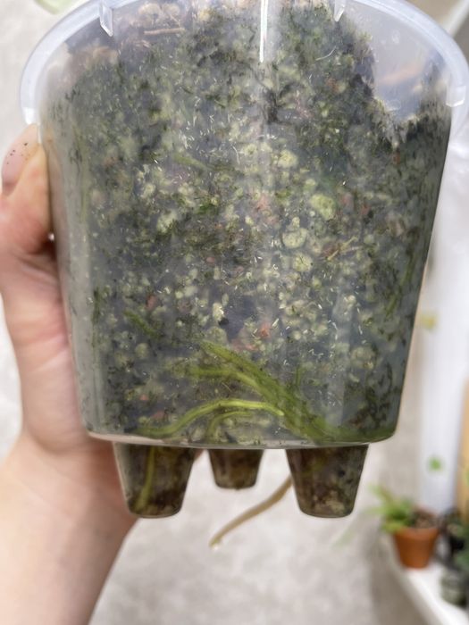 Антуриум регал