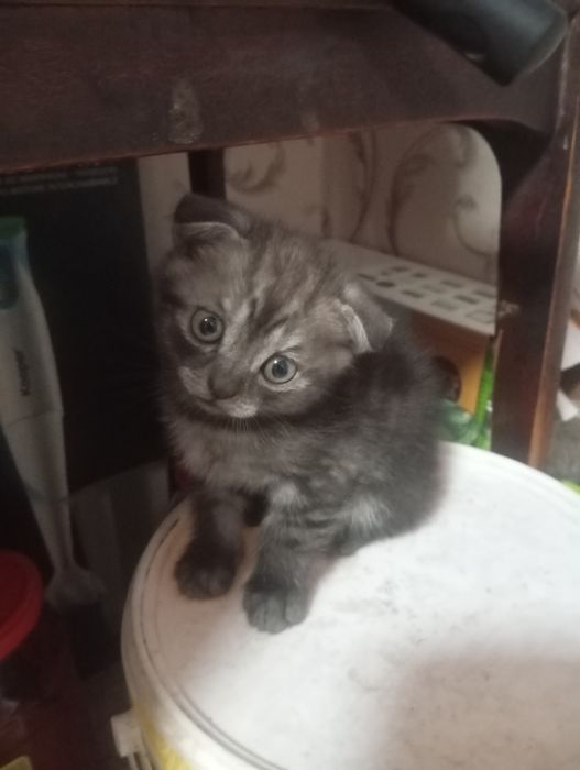 Продам котят вислоухие