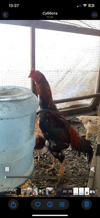 обменяю туляка мощный и курочки