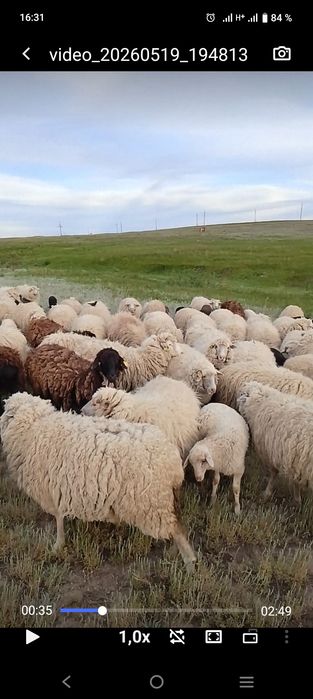 Продам 98 голов овцематки