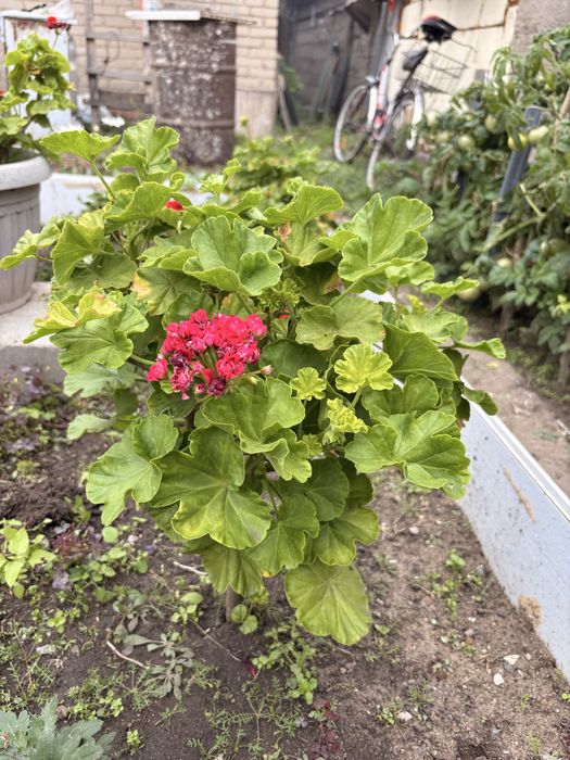 Продам герань цветы