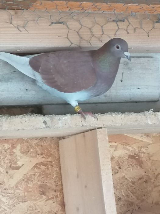 Vând porumbei voiajori