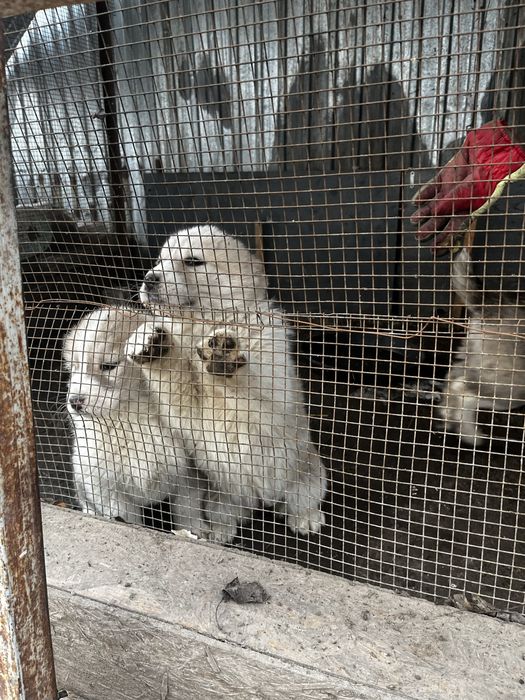 Продам щенков Сао