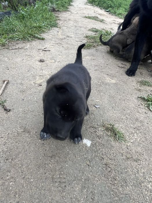 Щенята красивые