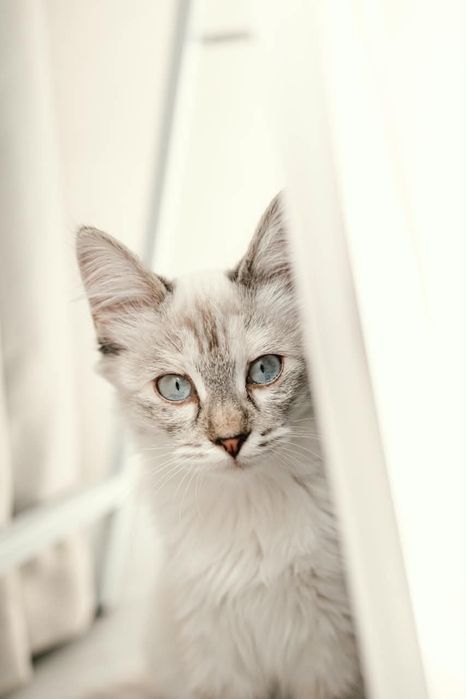 Котенок Айва ищет свой дом!