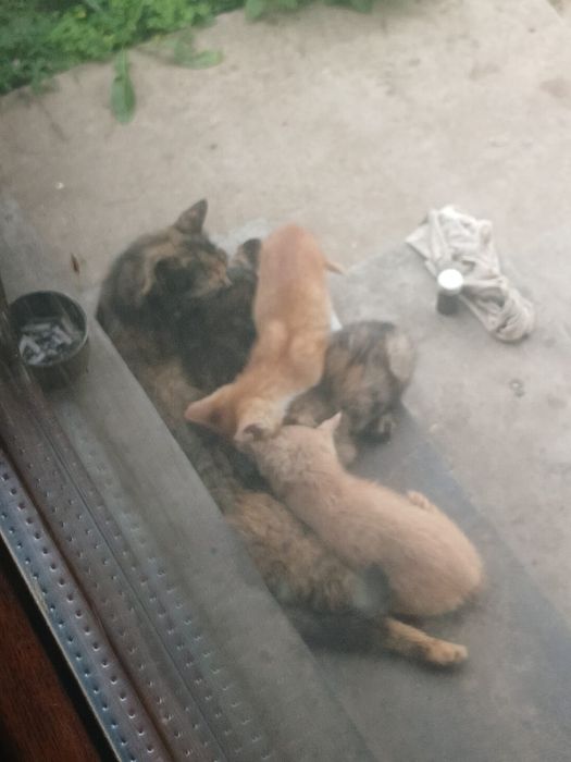 Котята дворянской породы