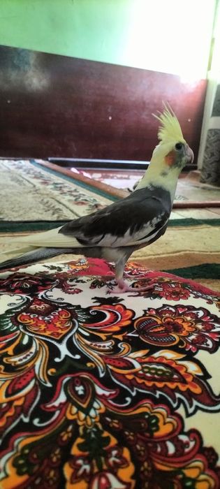 Oilaviy seksual porno tomosha qiling