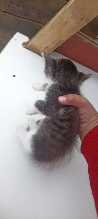 Отдам в хорошие руки котёнка