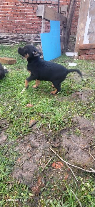 Сладки кучета подаряват