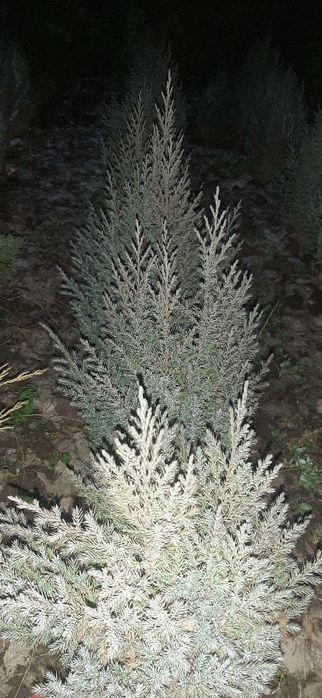 Продам сеянцы сорта СТРИКТА"