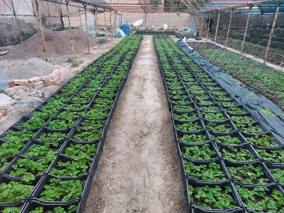 Павлония М1 бор Pavlovniya FTE bor