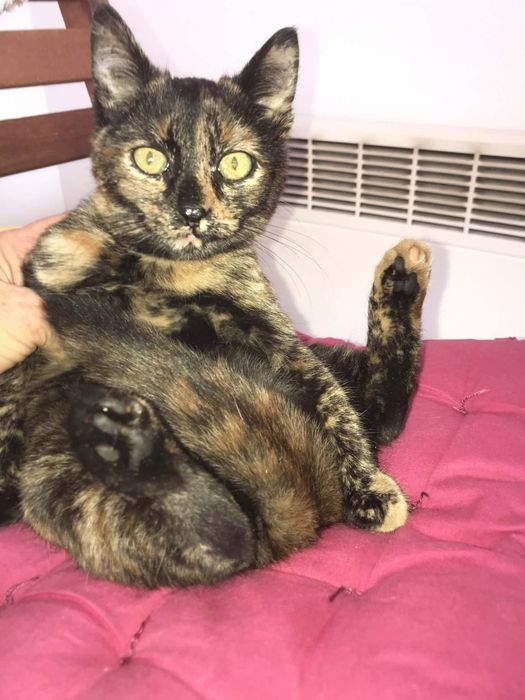 подаряват се котенца