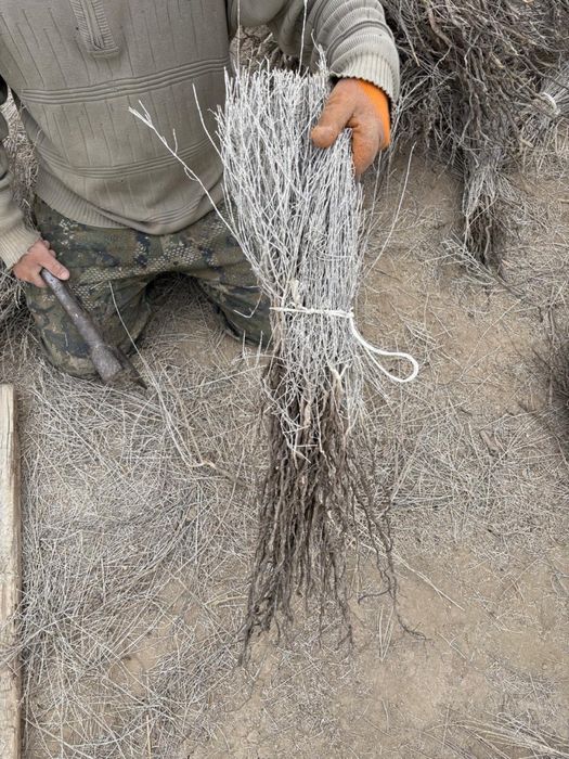 Саженцы саксаула