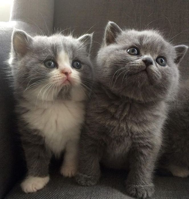 Британский чистокровный котёнок