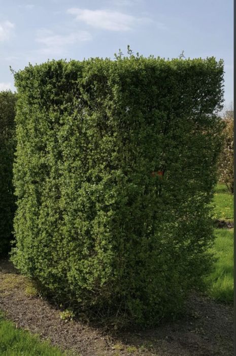Ligustrum lemn cainesc
