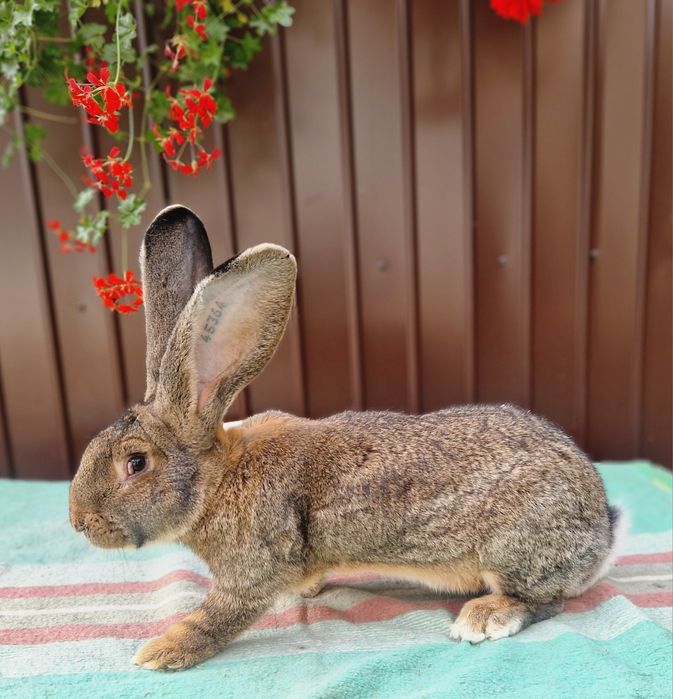 Iepuri uriasi gri german