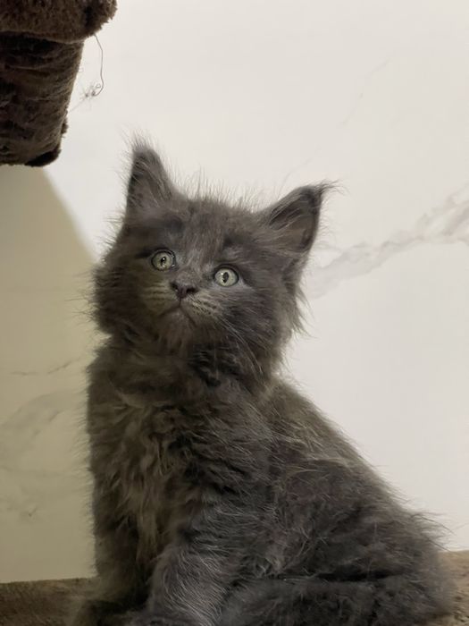 Мейн Кун котик