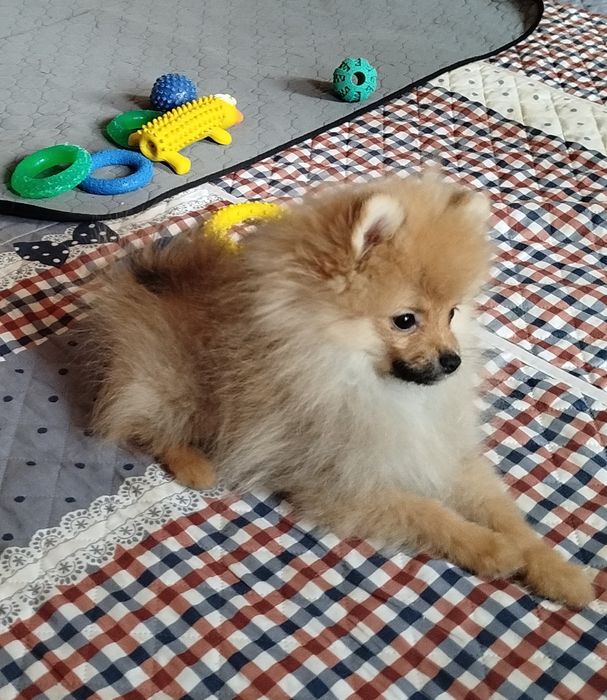 Девочка померанского шпица