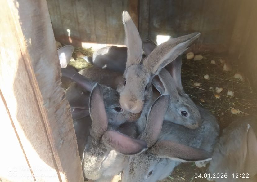 Крольчата ласковые