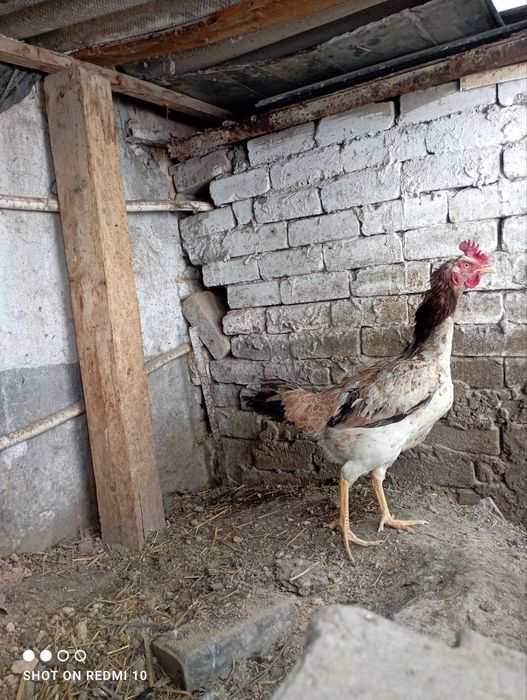 Dakan shalpang tovuq tuxumda zot