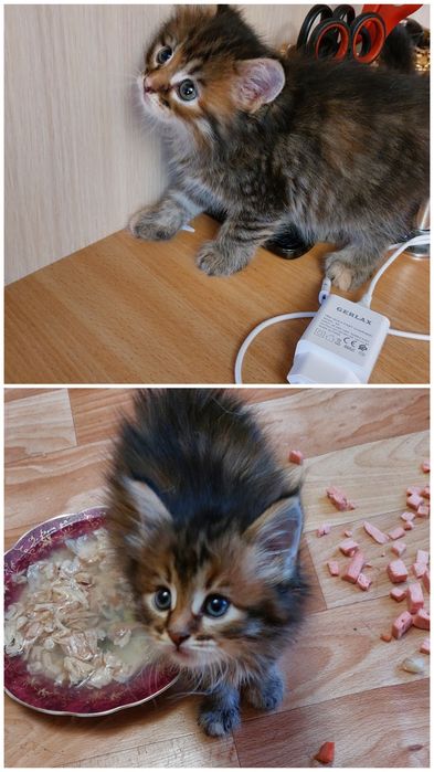 В заботливые ручки. Котята три девочки.