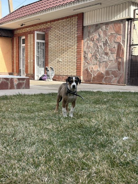 Собака помесь Стаффорда