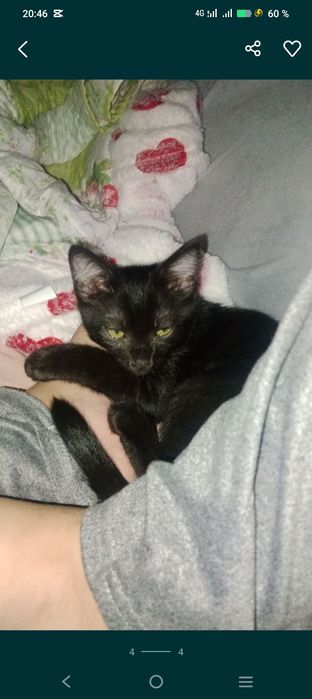 Отдам котёнка в хорошие руки