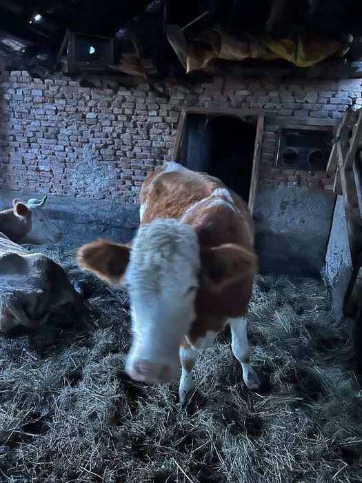 Vând juninca de abator