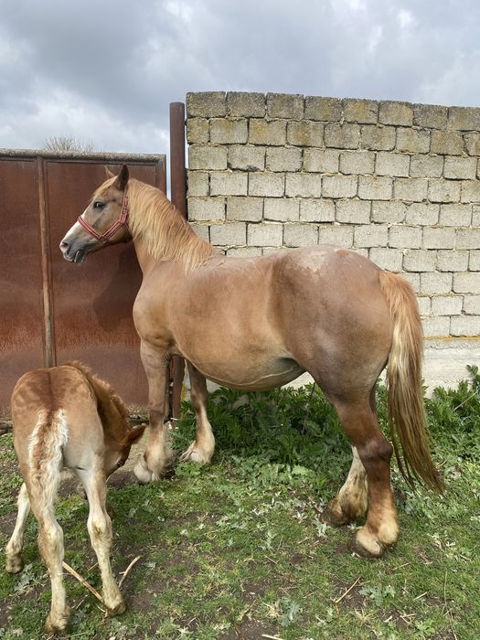 Vând iapa cu manz !