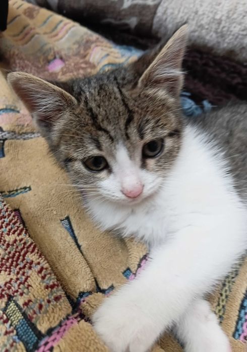 Котёнок девочка ищет дом