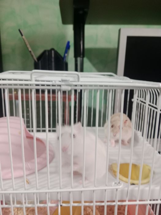 Продам хомяков с клеткой