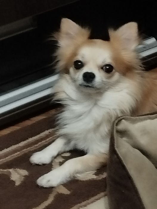 Кобель на вязку чихуа