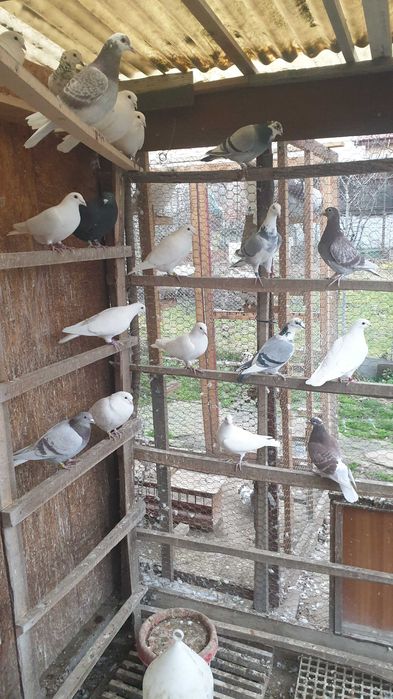 Ocazie! Vand porumbei voiajori albi si de concurs, recent deparazitati