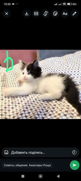 Отдам котят район первой Алматы