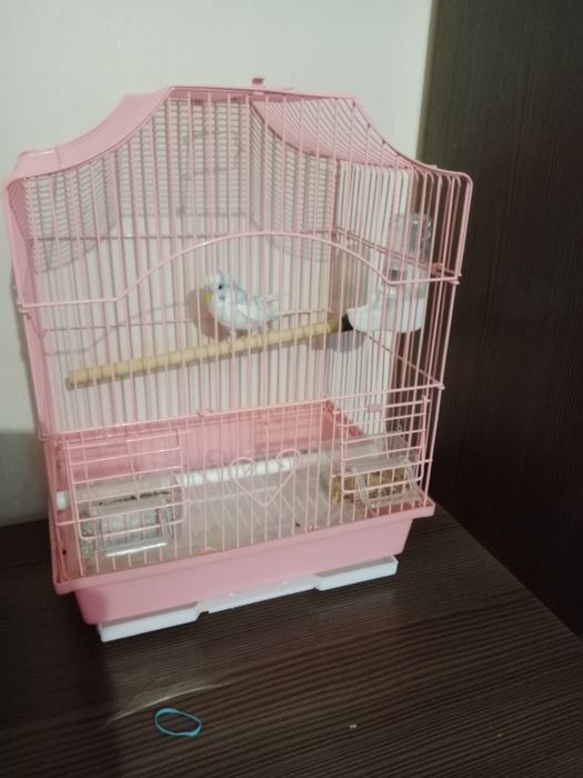 Продам попугая мальчика, зовут Сеня.