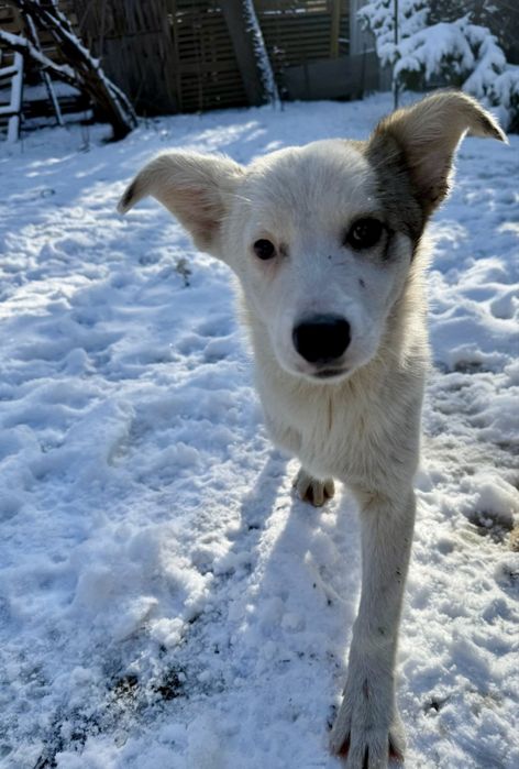 Очень ласковая и тихая собака ищет свою семью