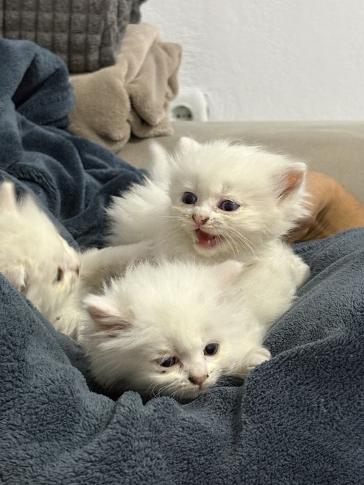 Персийски котенца