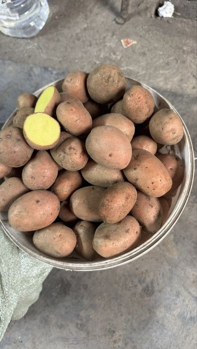Семенной картофель сорт Радриго