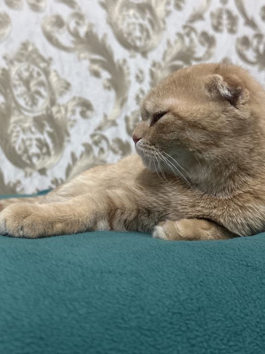 Mushuk sotiladi продается кошка породистая