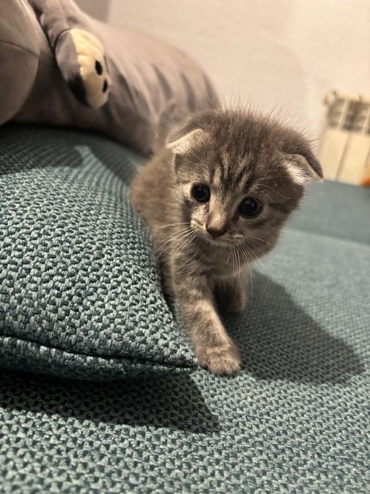 Отдам котят бесплатно в добрые руки