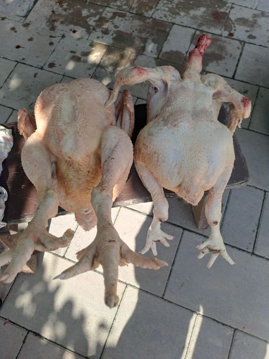 Pui de carne vii sau carcasă
