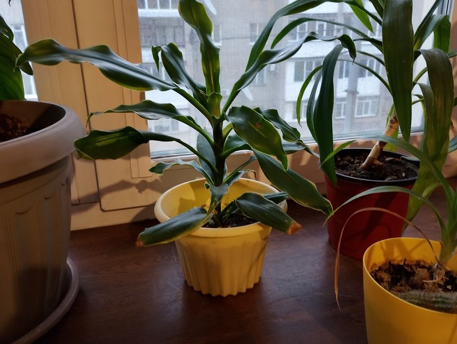 Драцена Юкка Пандалус