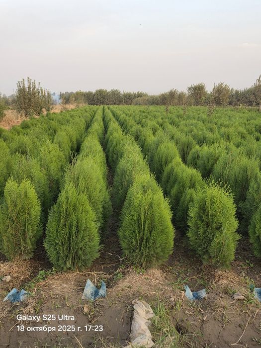 Туя камфак оптим нархда