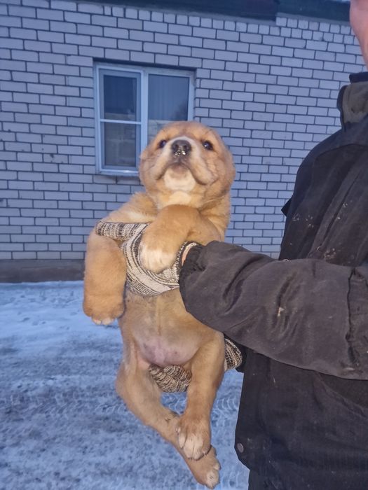 Продам щенков САО.