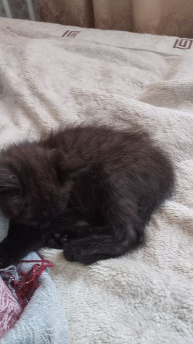 Отдам котенка в хорошие руки